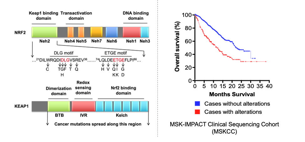 KEAP1 and NRF2 protein domains, cancer-associated mutations, and overall survival