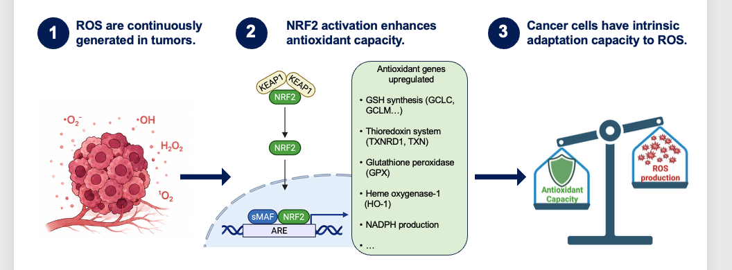 NRF2 antioxidant adaptation and reactive oxygen species in cancer