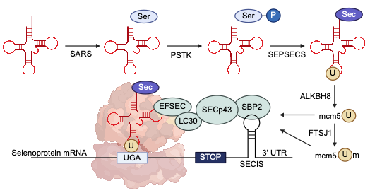 Selenoprotein synthesis pathway